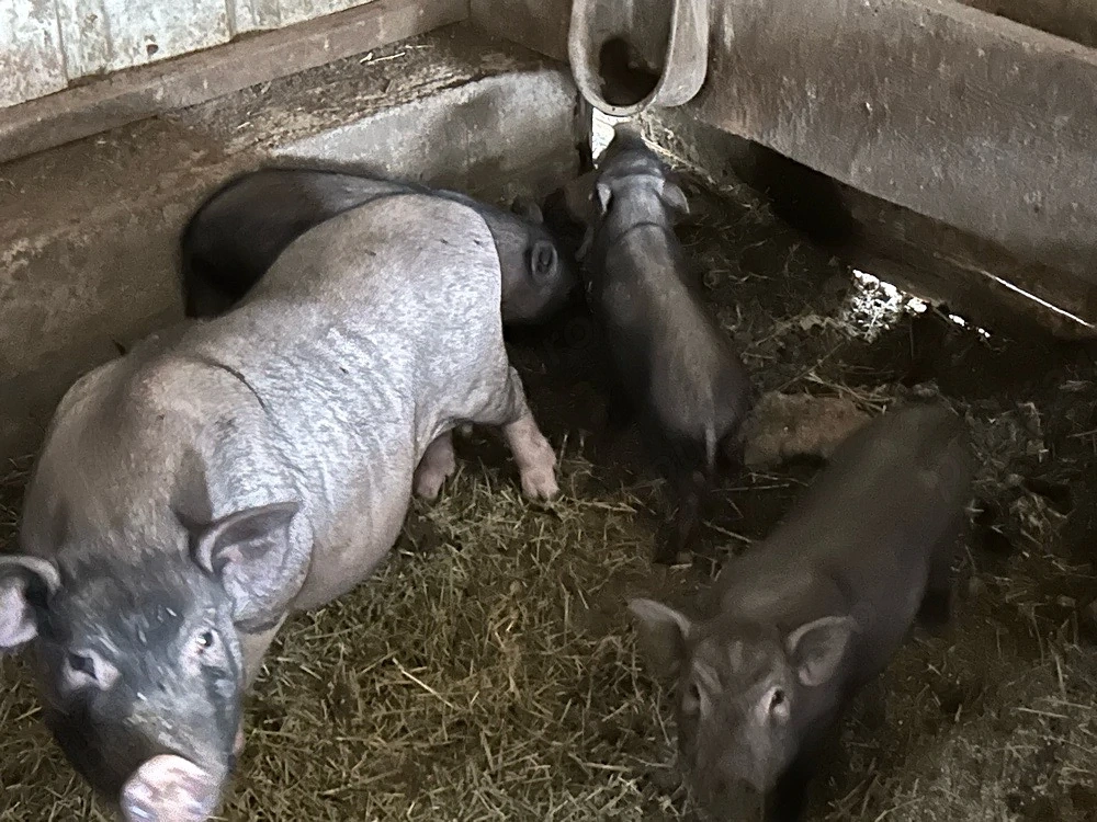 familie de porci