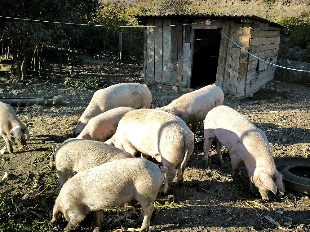 Vând porci 