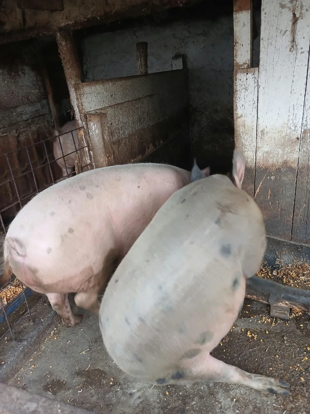Porci de carne