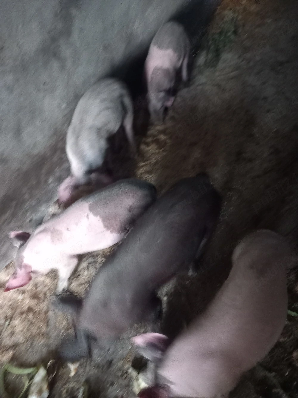 purcei de 12 saptamani 