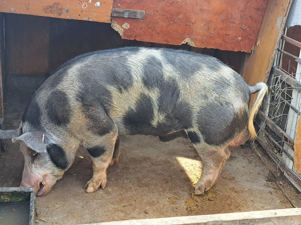 vând porc de carne