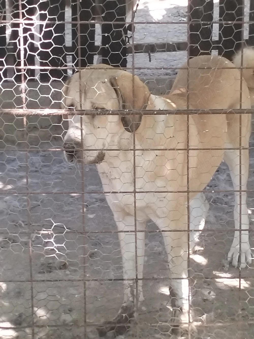 metis kangal, - asia centrala 