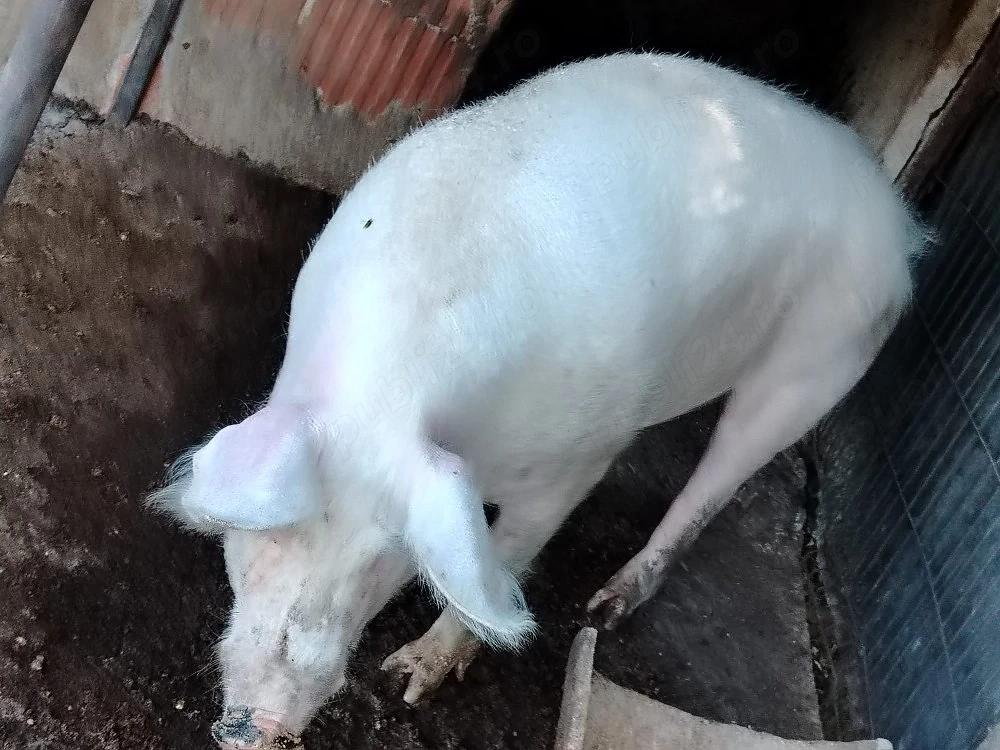 Porci de tara 
