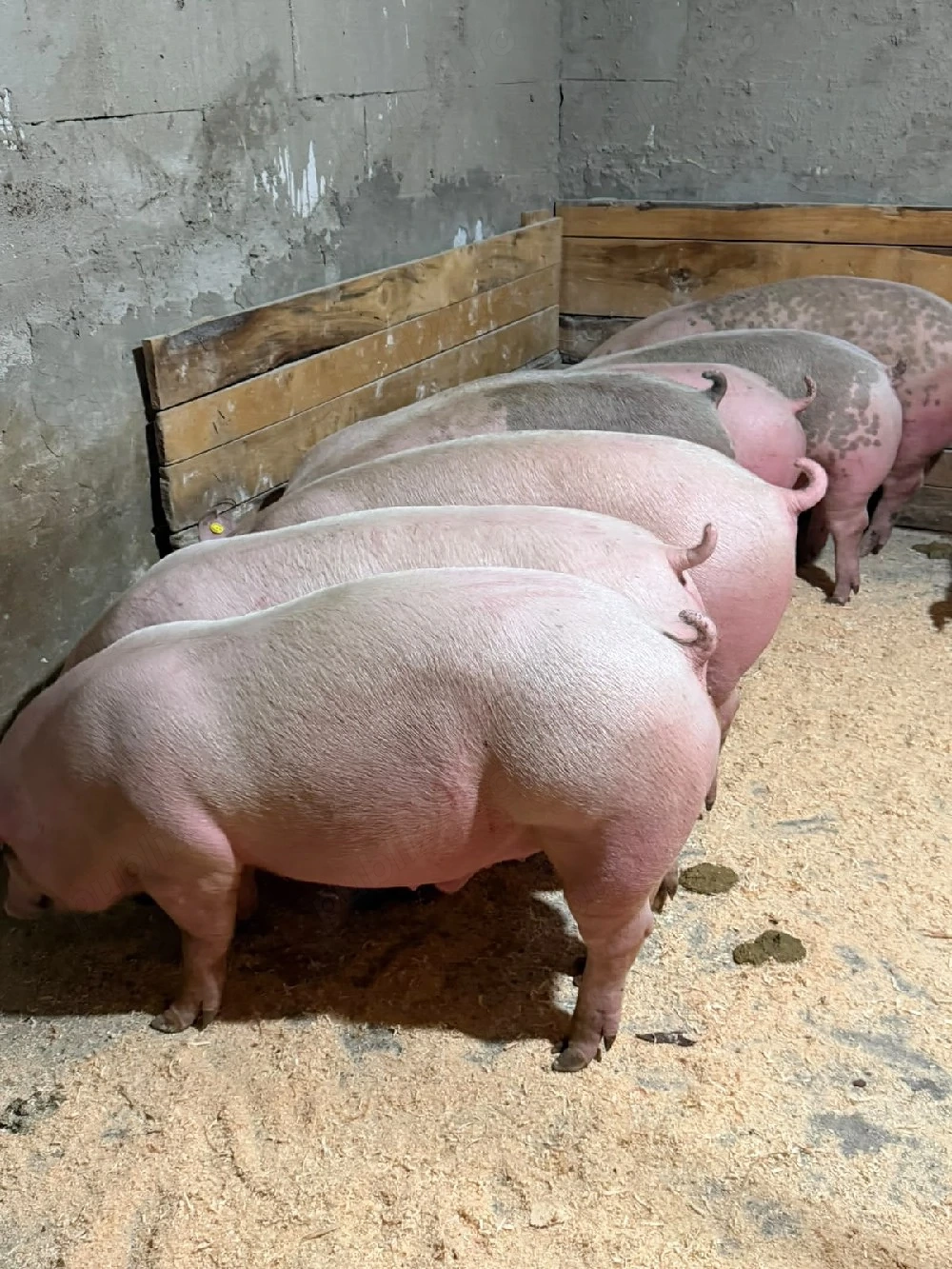 vind porci 