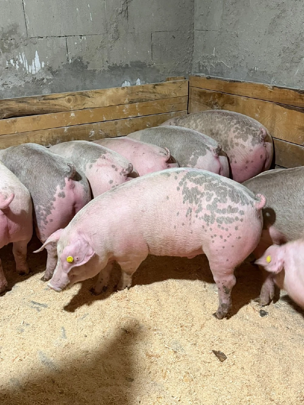 vind porci 