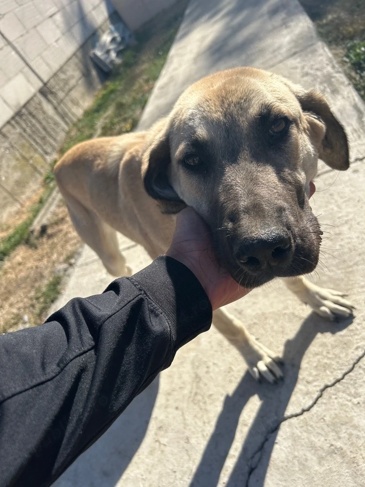 caine kangal 