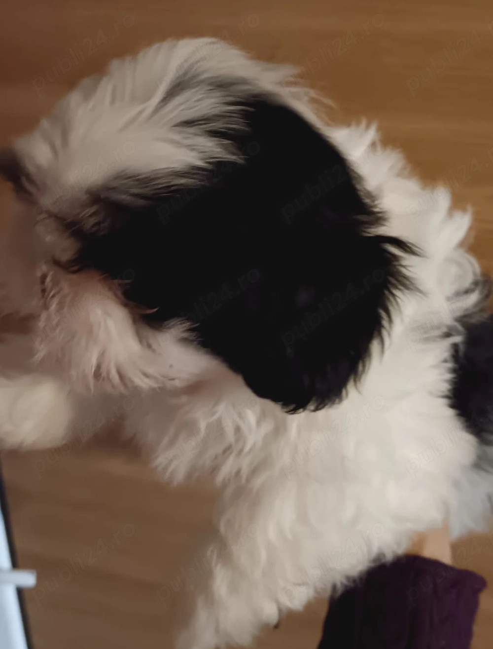 Băiețel shih tzu alb, negru 
