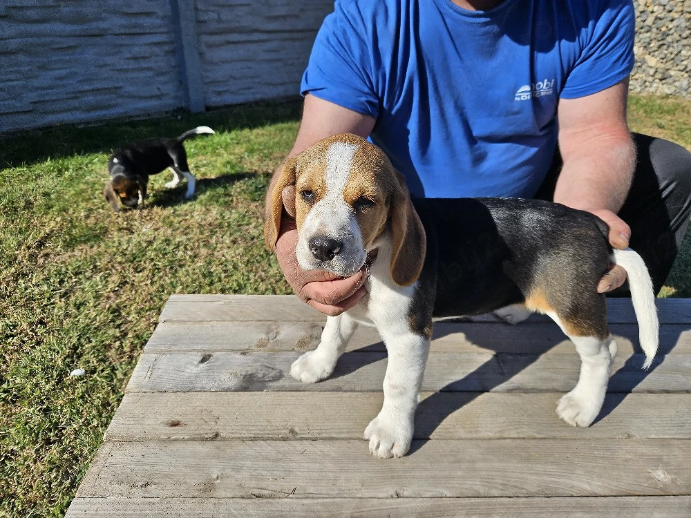 Catelusi beagle