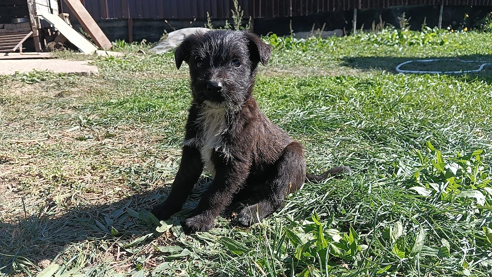 Donez pui Lagotto&Malinois mix