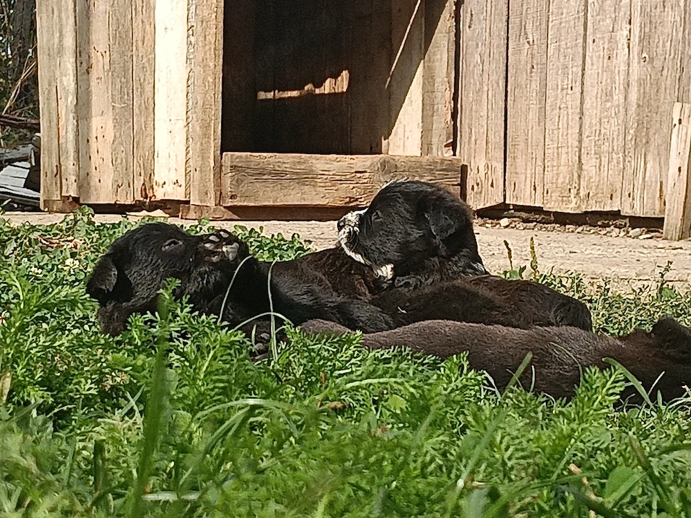 Pui Malinois X Lagotto&Spaniol de apă 