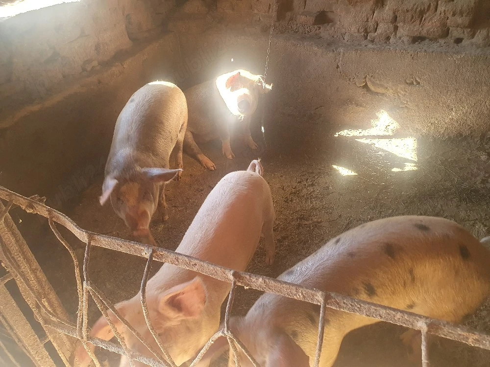 vand porci