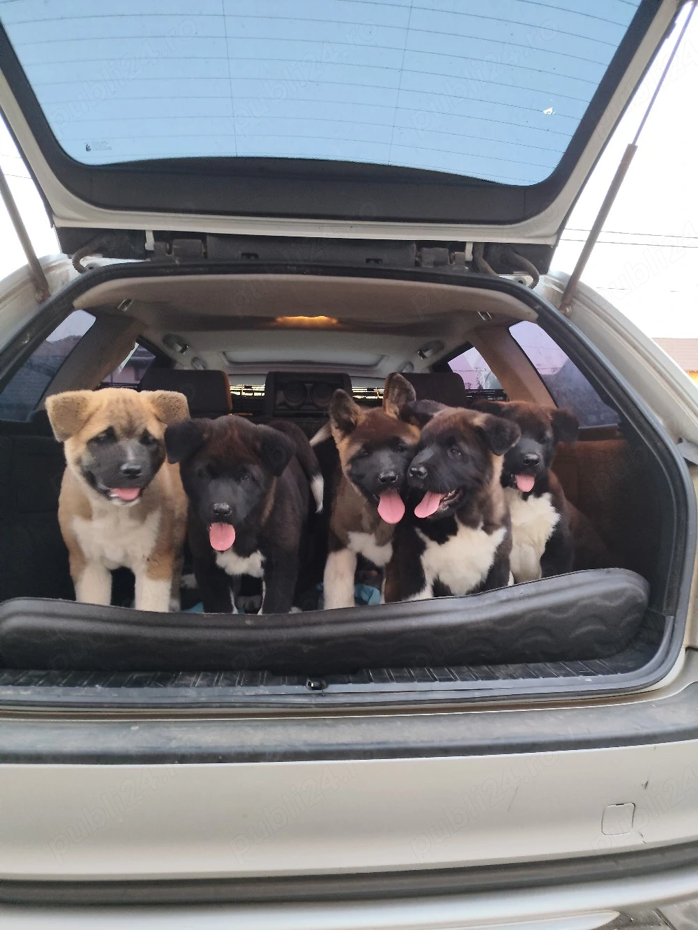 akita american