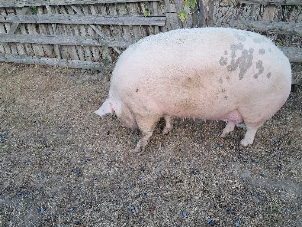 Sroafă marele alb  ,peste 350 kg 