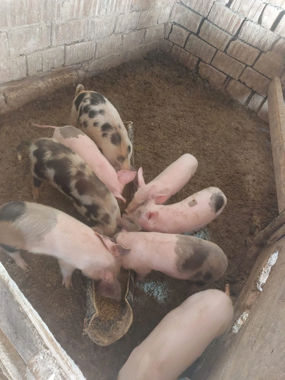 Vând 8 purcei de 8 săptămâni 