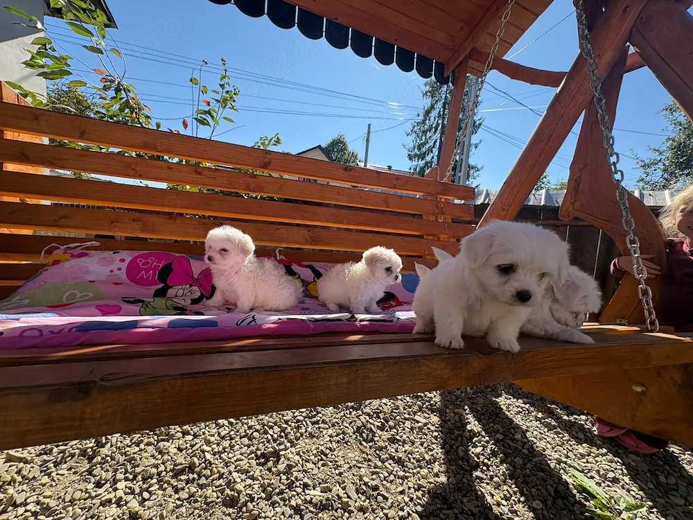 Căței bichon maltez
