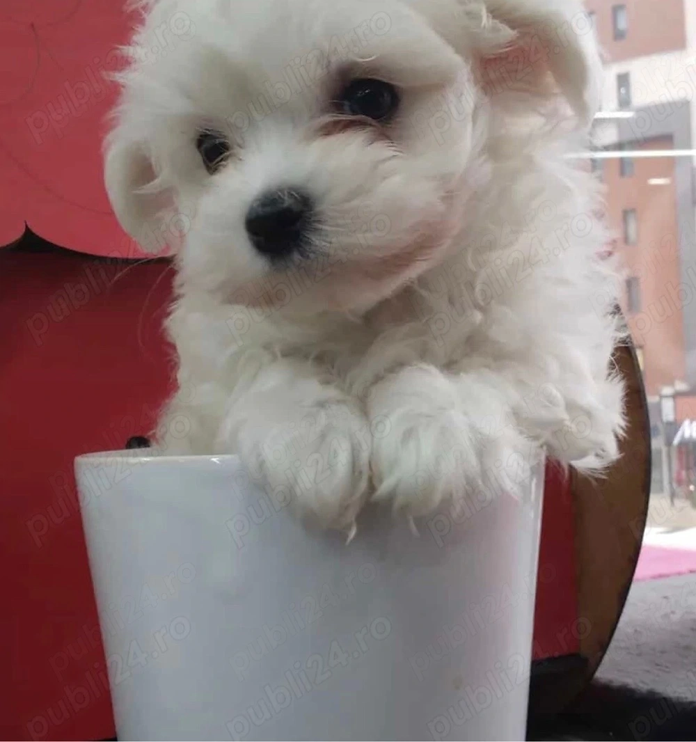 bichon maltez alb toy
