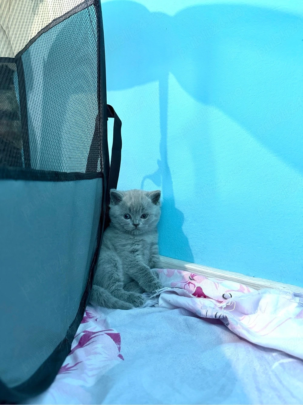 British Shorthair &Scottish Fold
