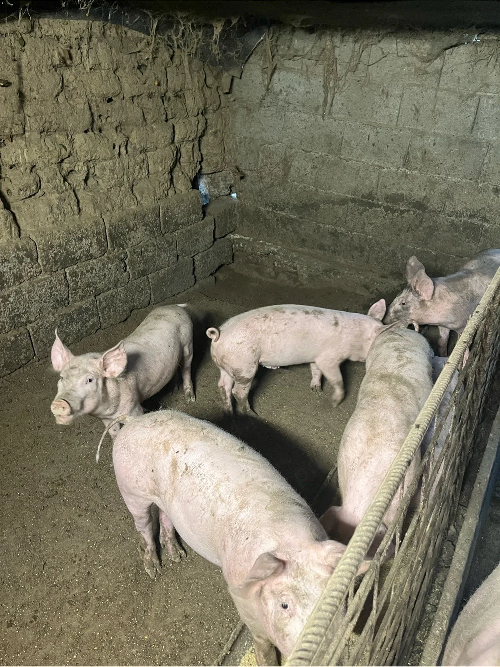 porci si purcei 