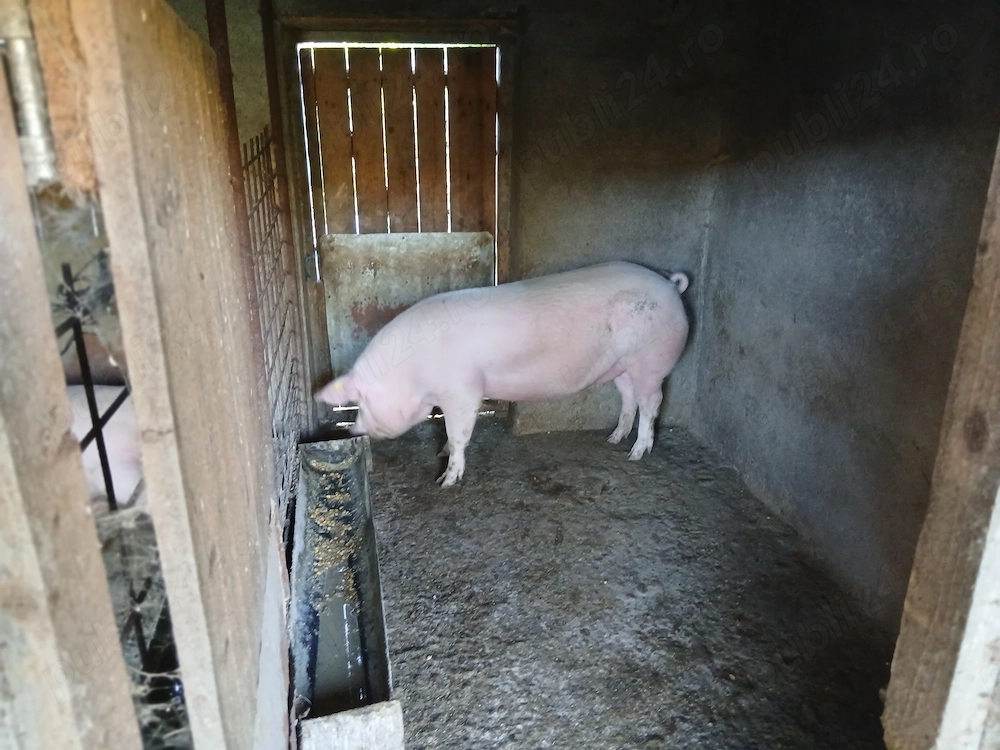Disponibil trei porci de carne,Marele alb cu pietrain