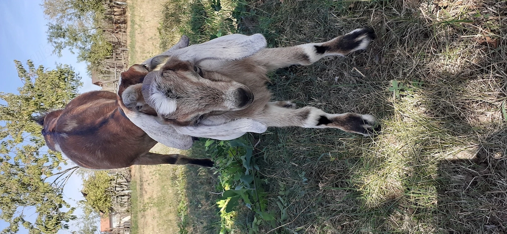 Iezi de vînzare