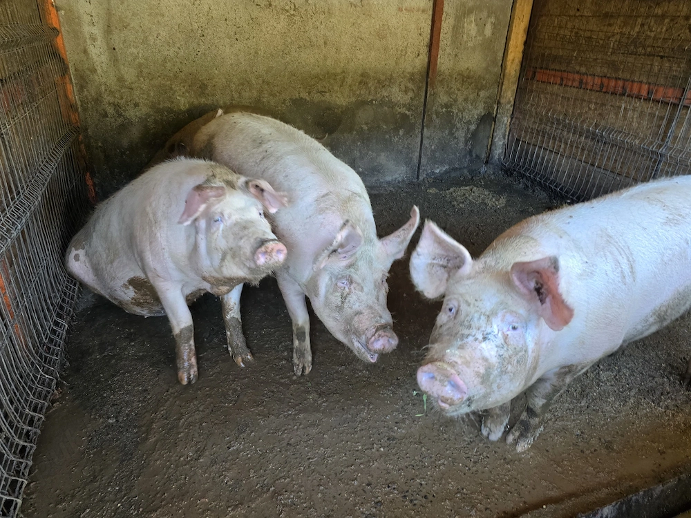 Vând porci de țară diferite greutăți 