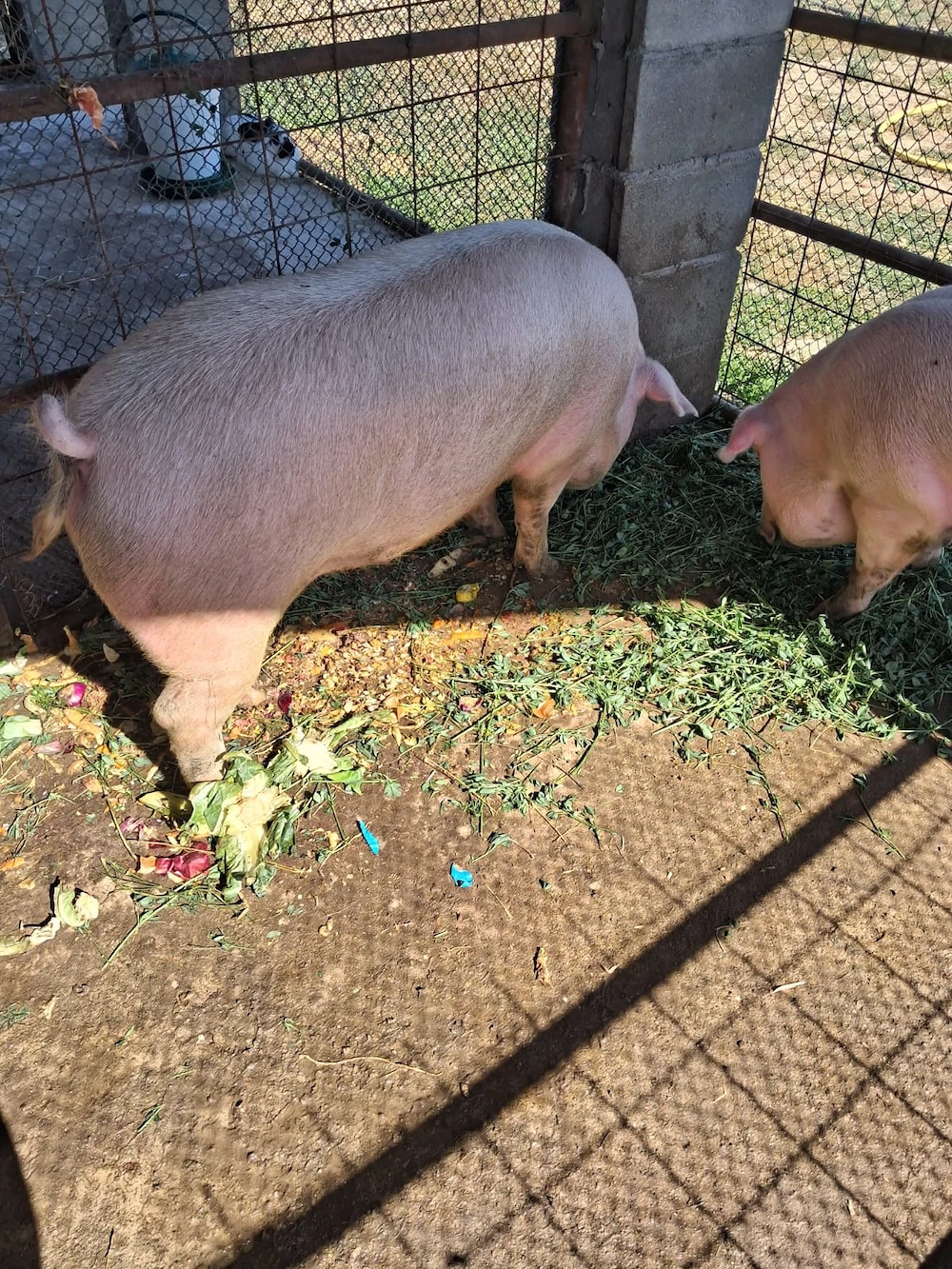Porci de carne de vaznare crescuți cu cereale, legume și fructe !!!