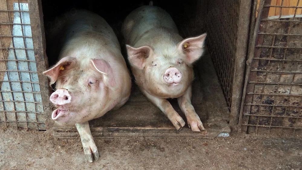 vand porci marele alb