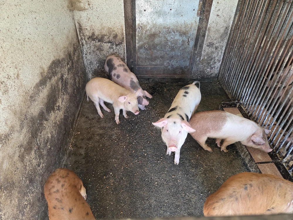 Vând purcei de la 12 săptămâni crescuți cu porumb
