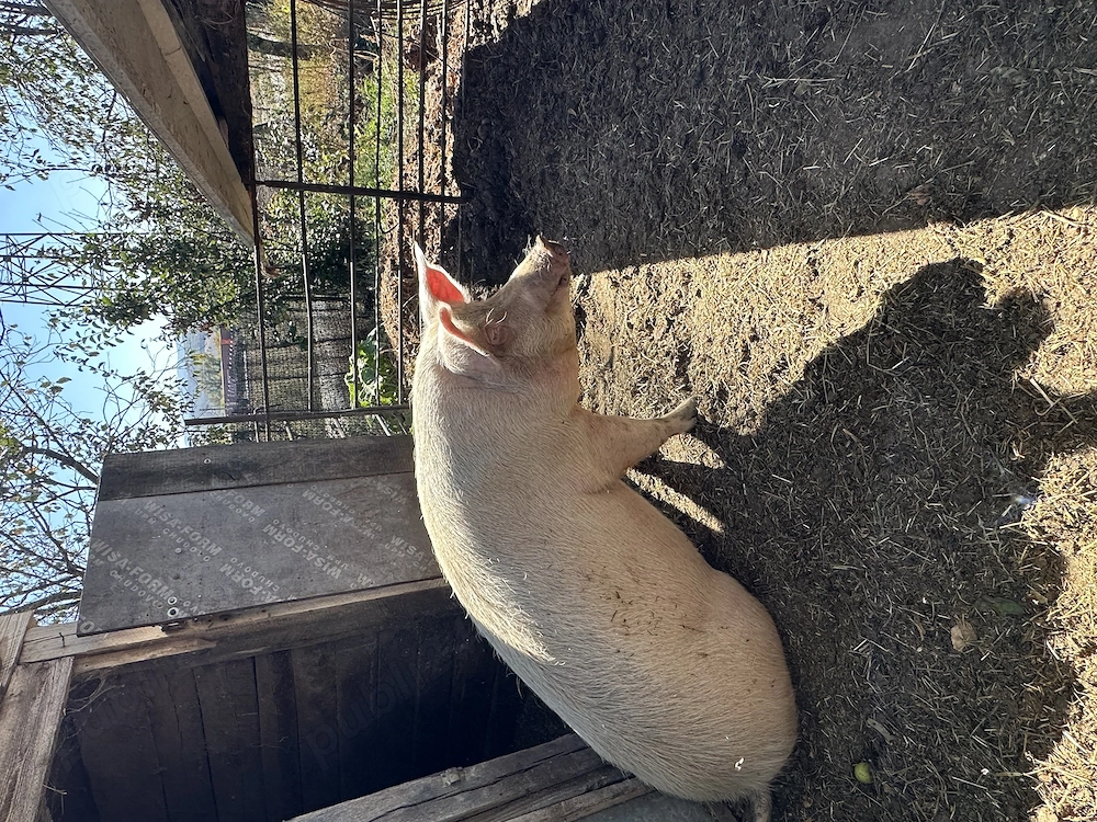 Porc de vânzare