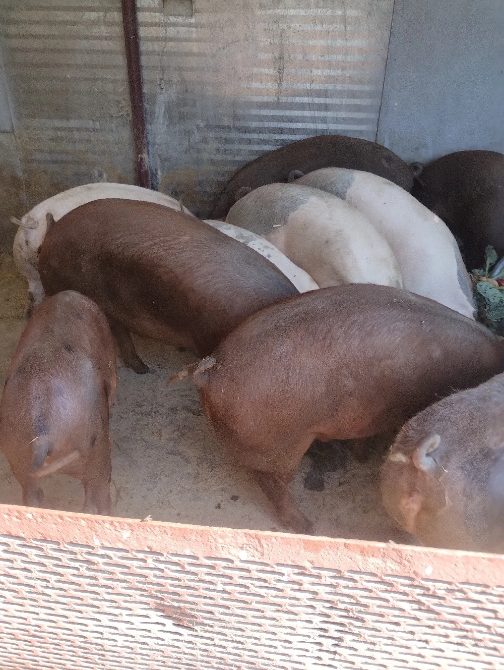 Porci de vanzare