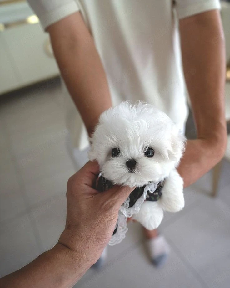 Bichon Maltez Mini Toy