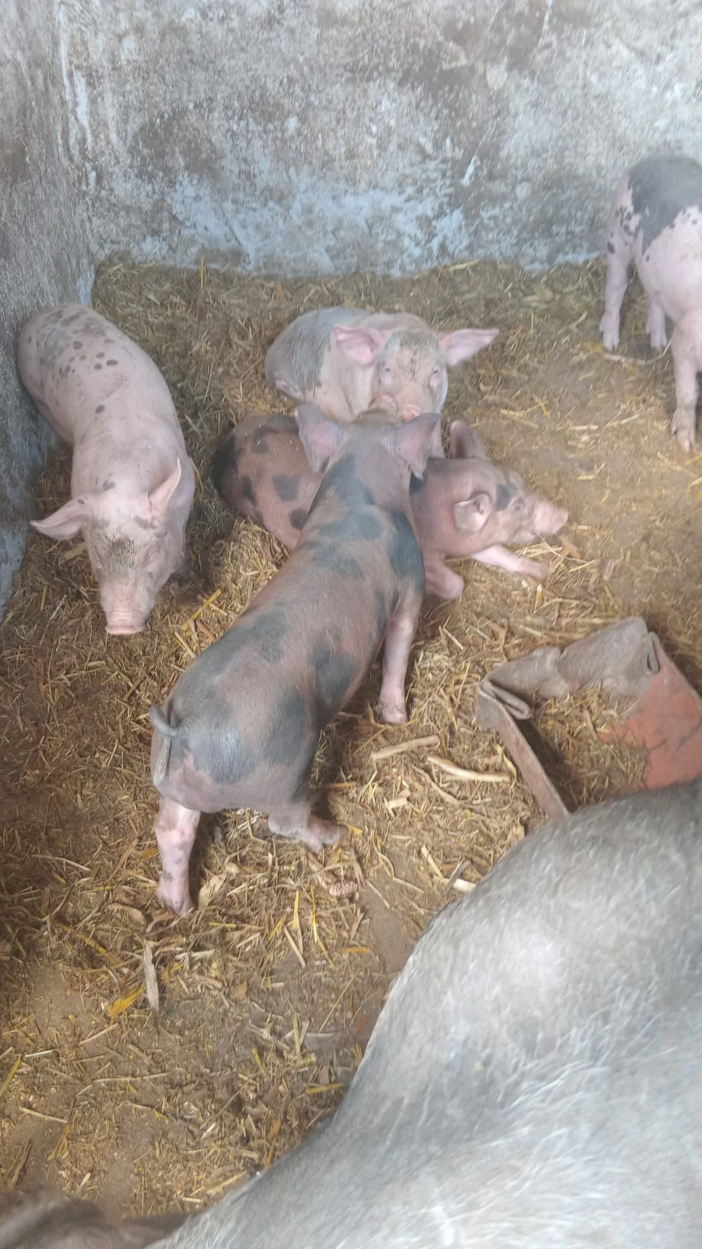 Porci de vanzare 
