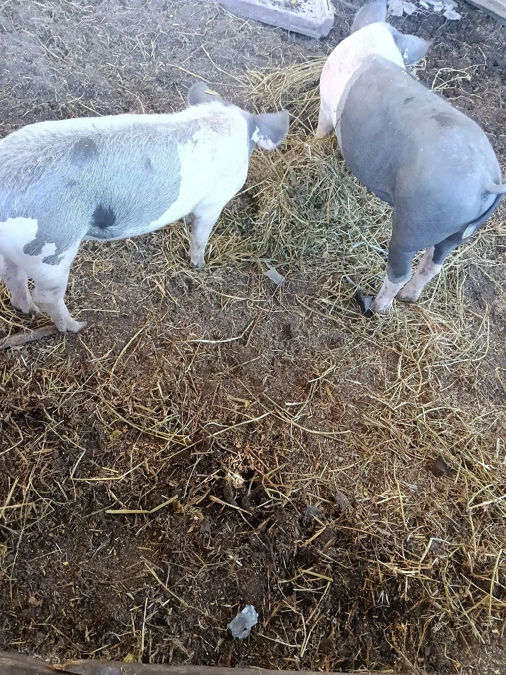 porci de vanzare 