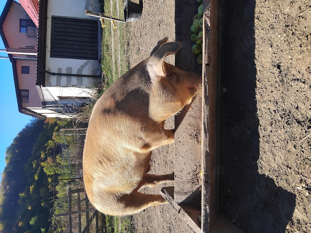 Vand porc 120kg