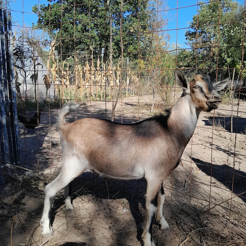 Capră şi Ied rasa Toggenburg