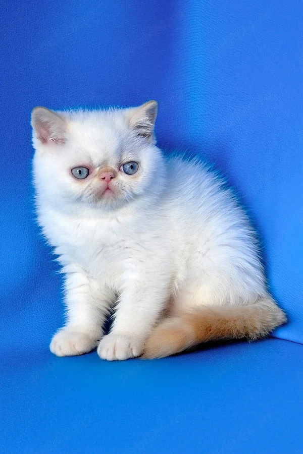 Motănel Exotic Shorthair Longhair 