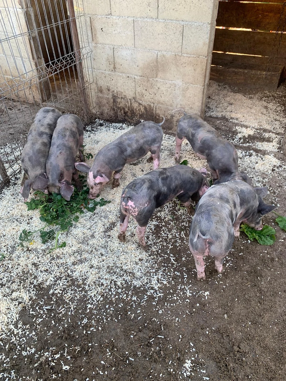 Porci pietraini Suceava