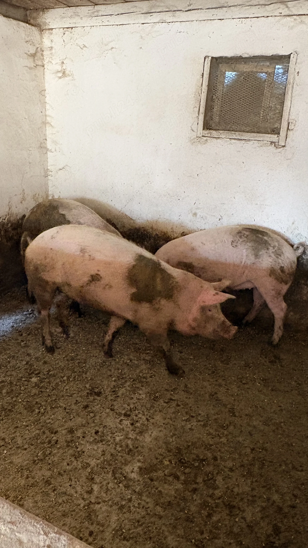 Porci de vânzare 