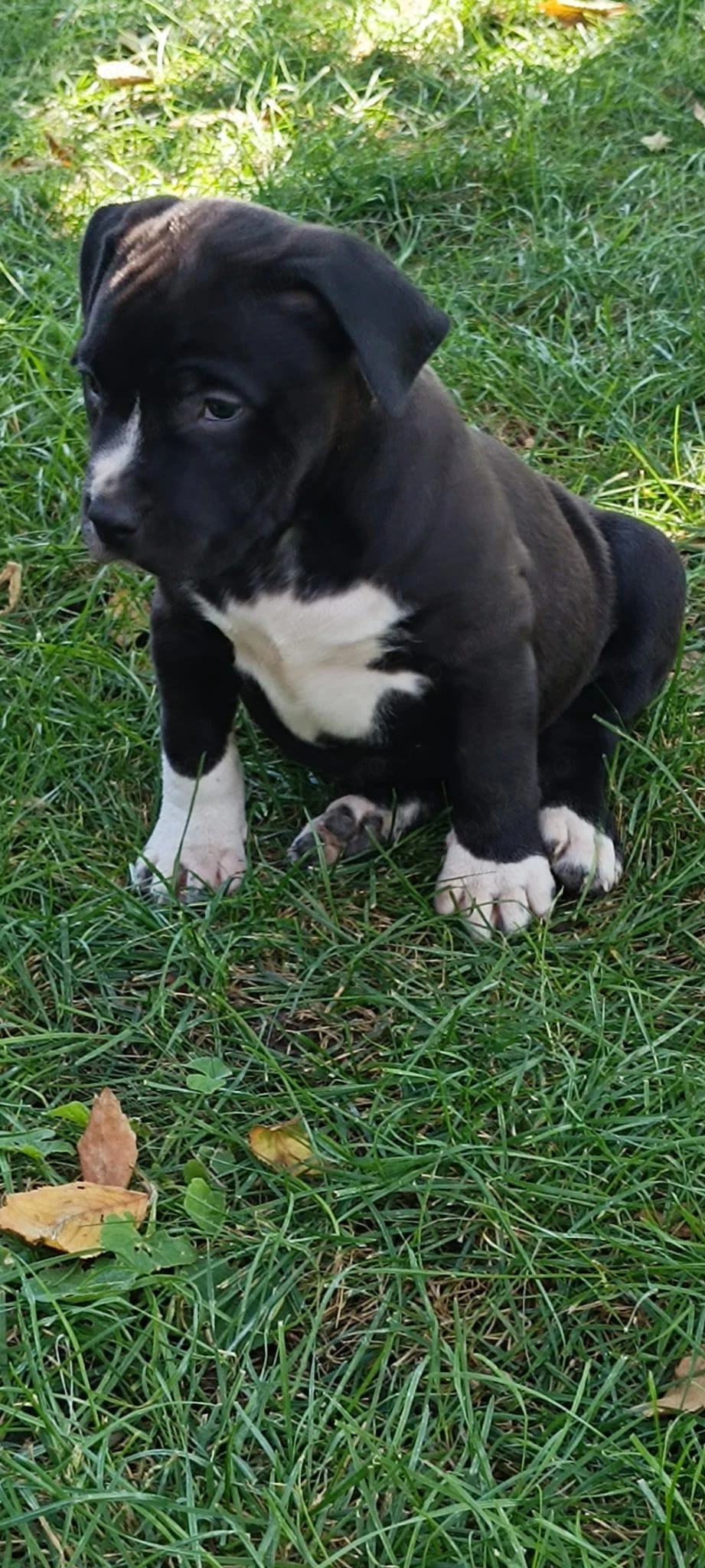 Disponibili pentru rezervare pui bully xl de 5 săptămâni 