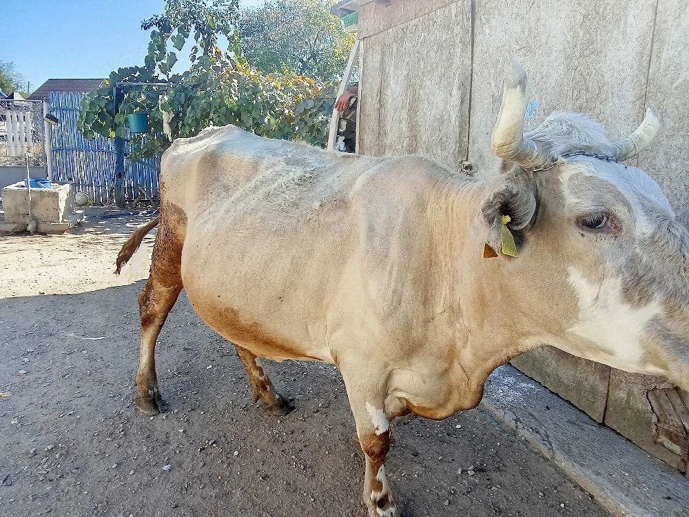 De vanzare.