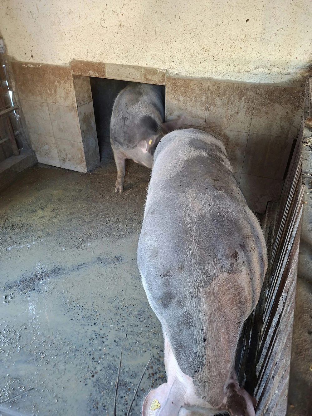 De vânzare 2 porci rasa pietrean crescuți la curte fără concentrate  au peste 200 kg
