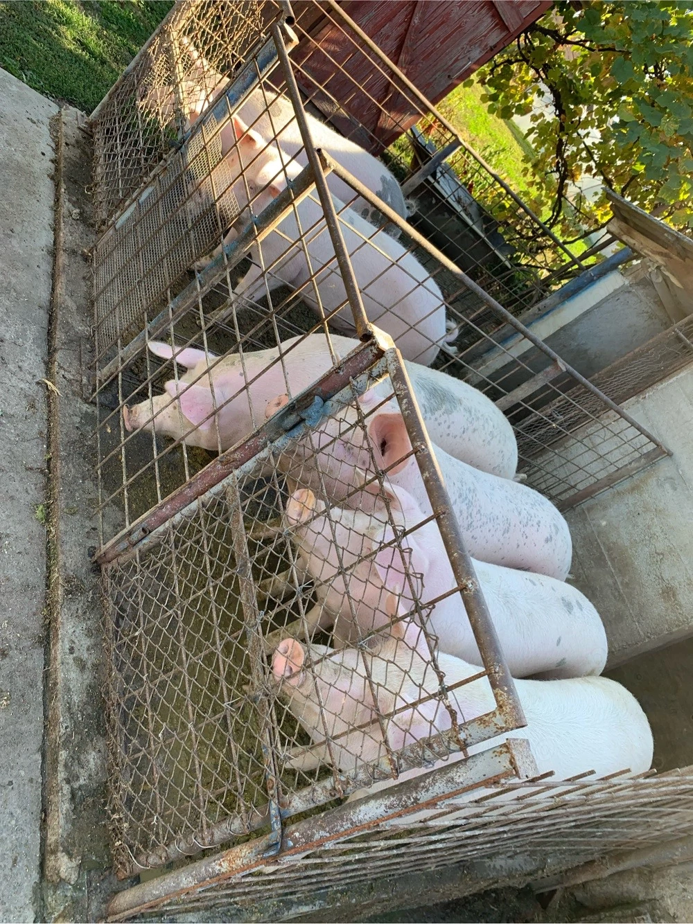Vand porci