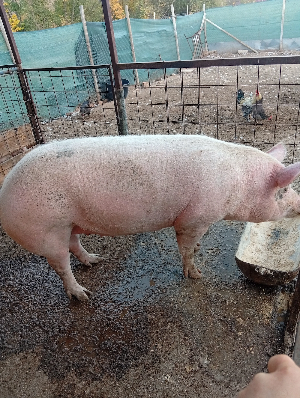 Vând porc pentru sacrificare 