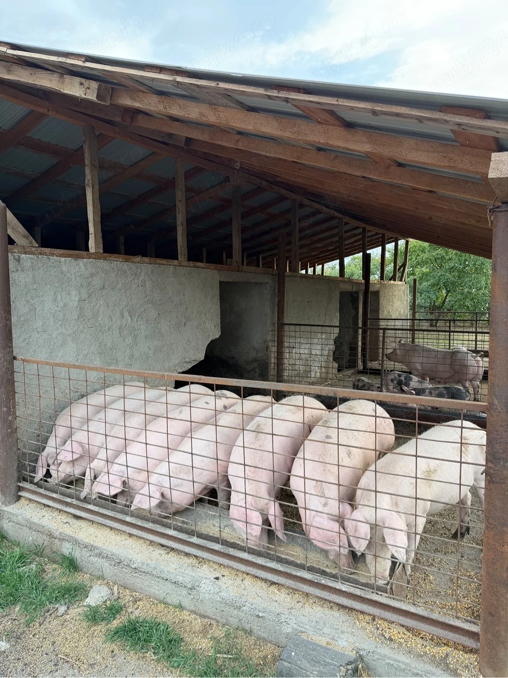 Porci de vanzare Teleorman