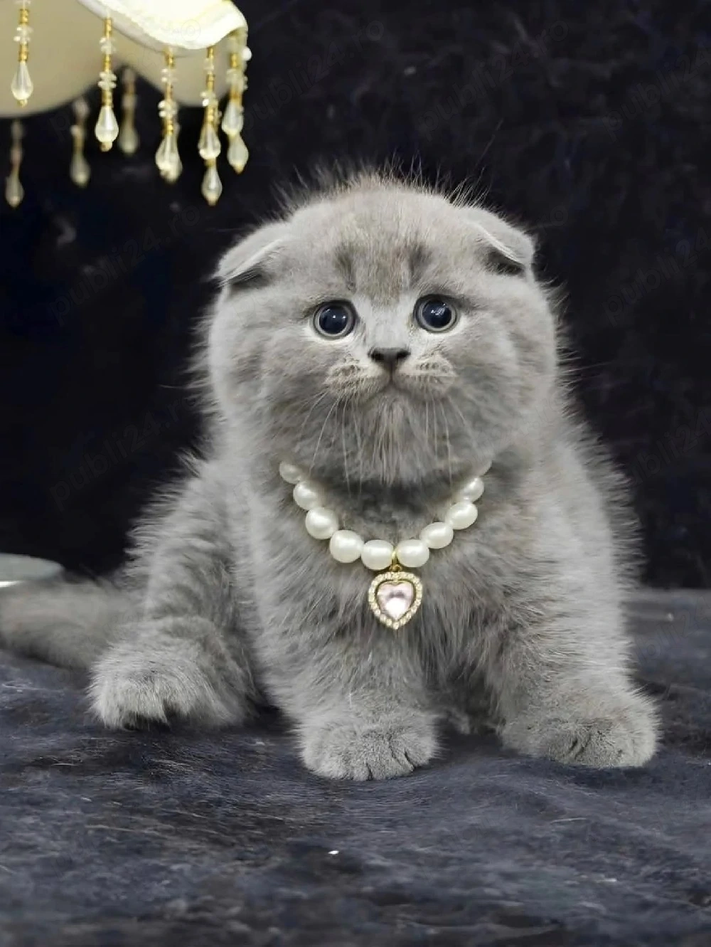 british shorthair scottish fold 
