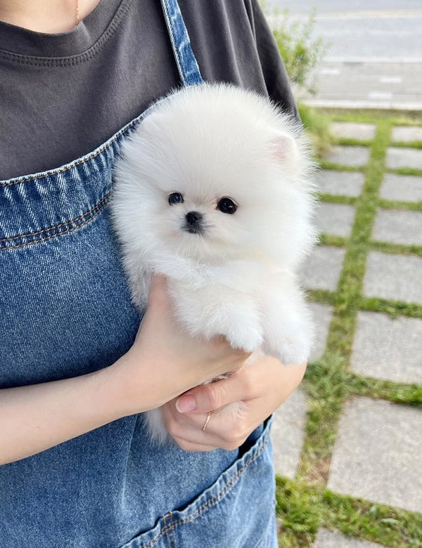 Pomeranian Ursulet talie mica 