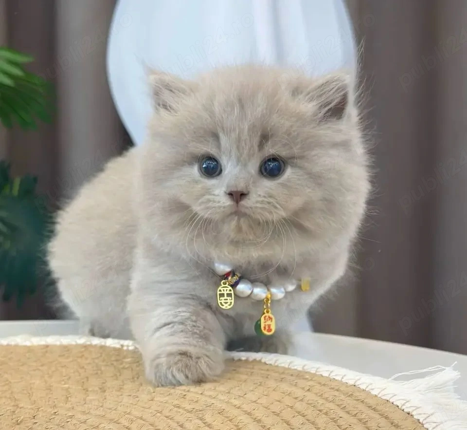 british shorthair rasa pura scottish fold de calitate 