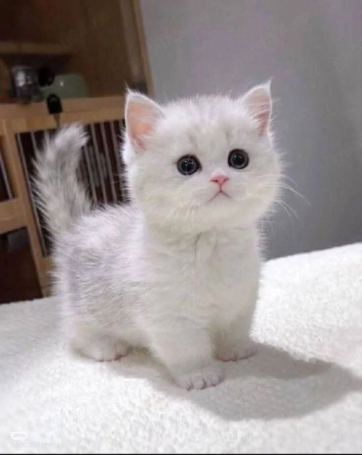 british shorthair scottish fold rasa pura