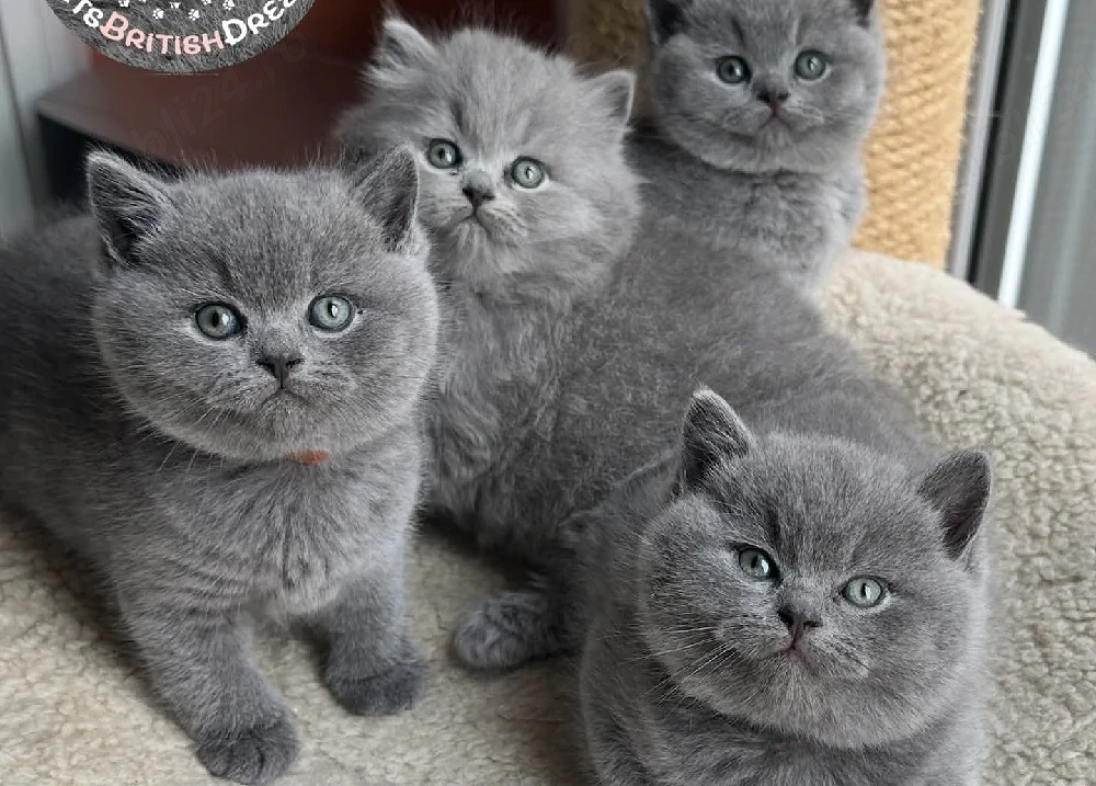 british shorthair scottish fold asigur transport 