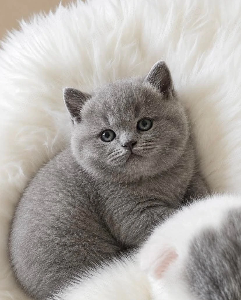 british Shorthair blue rasa pura scottish